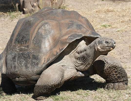 Picture of a galapagos giant tortoise (Geochelone nigra)