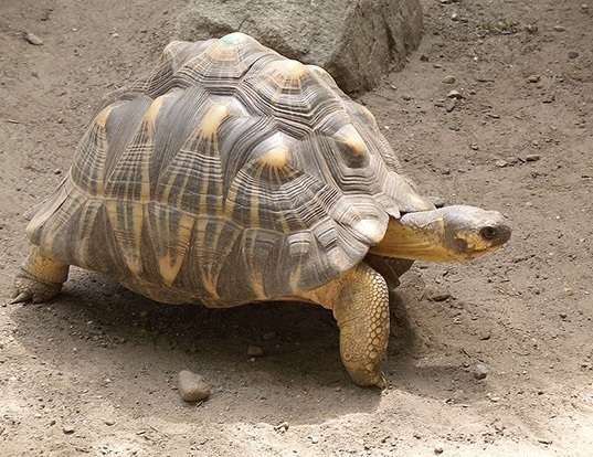 Picture of a radiated tortoise (Geochelone radiata)