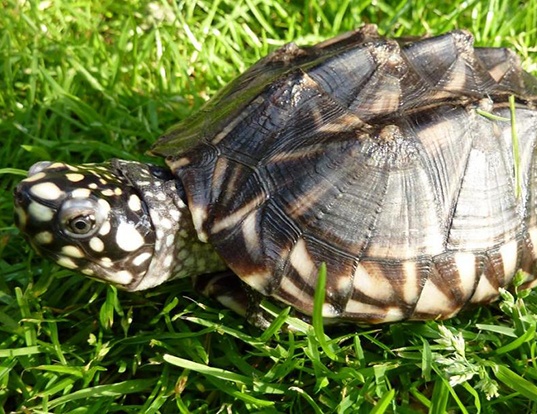 Picture of a black pond turtle (Geoclemys hamiltonii)