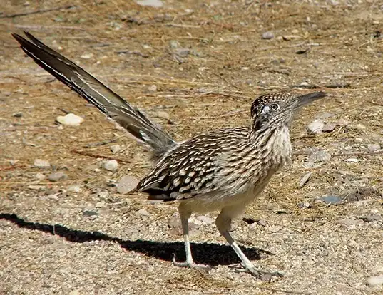 Picture of a greater roadrunner (Geococcyx californianus)