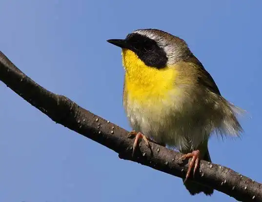 Picture of a yellowthroat (Geothlypis trichas)