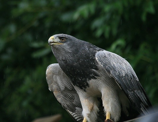 Picture of a chilean eagle (Geranoaetus melanoleucus)