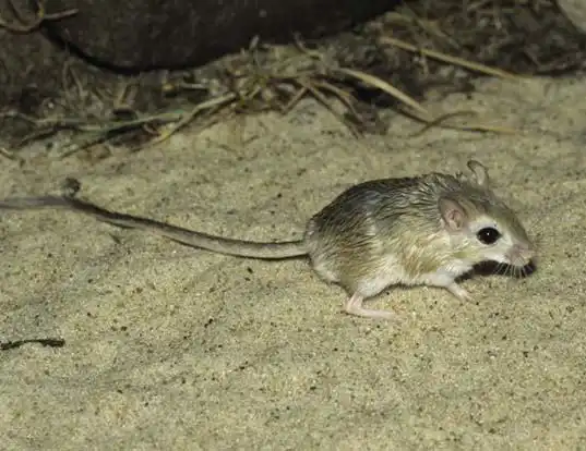 Picture of a dwarf gerbil (Gerbillus nanus)