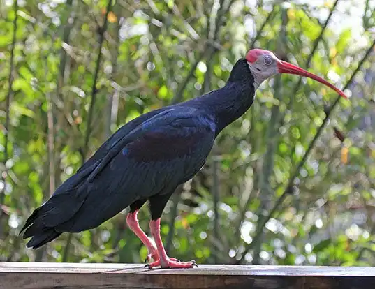 Picture of a southern bald ibis (Geronticus calvus)