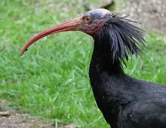 Picture of a northern bald ibis (Geronticus eremita)