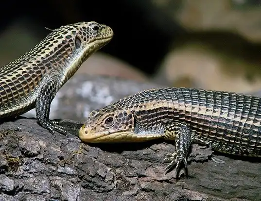 Picture of a rough-scaled plated lizard (Gerrhosaurus major)
