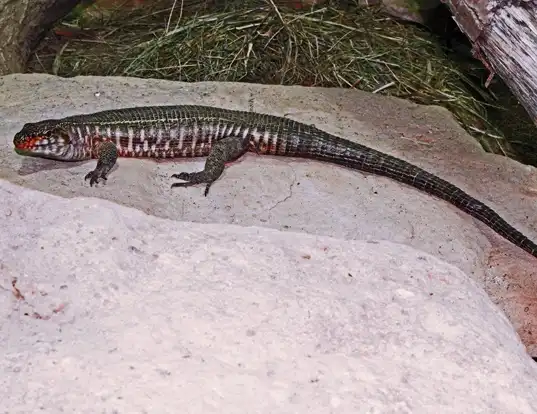 Picture of a giant plated lizard (Gerrhosaurus validus)