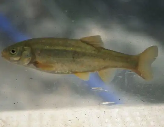 Picture of a arroyo chub (Gila orcuttii)