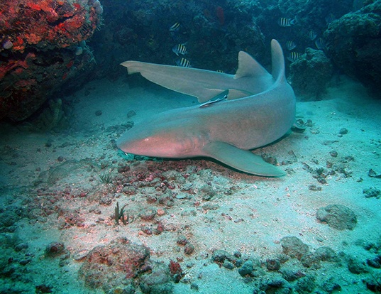 Picture of a nurse shark (Ginglymostoma cirratum)