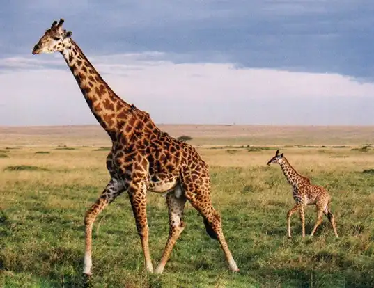 Picture of a giraffe (Giraffa camelopardalis)