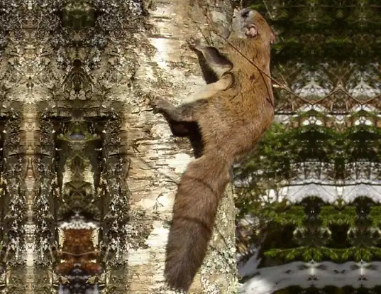 Picture of a carolina flying squirrel (Glaucomys sabrinus)