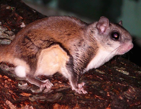 Picture of a southern flying squirrel (Glaucomys volans)