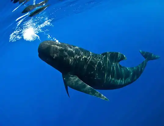 Picture of a long-finned pilot whale (Globicephala melas)