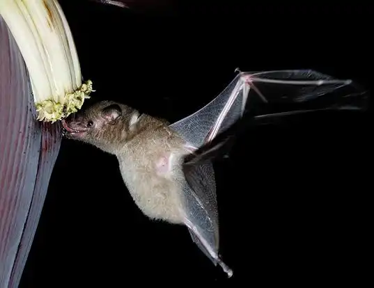 Picture of a pallas's long-tongued bat (Glossophaga soricina)