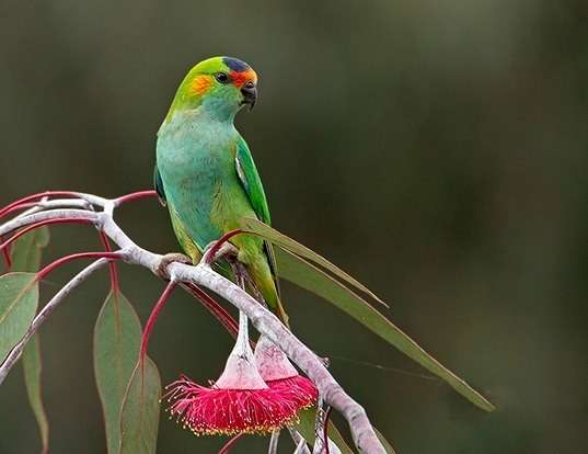 Picture of a purple-crowned lorikeet (Glossopsitta porphyrocephala)