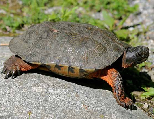 Picture of a wood turtle (Glyptemys insculpta)