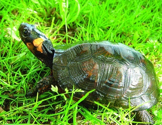 Picture of a bog turtle (Glyptemys muhlenbergii)