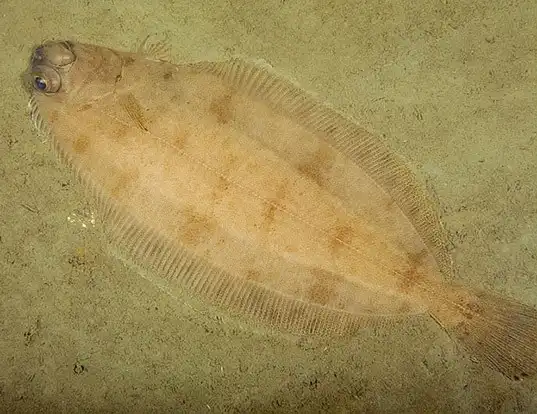 Picture of a witch flounder (Glyptocephalus cynoglossus)