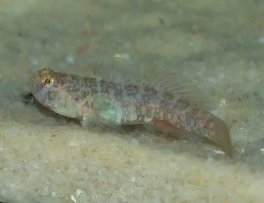 Picture of a code goby (Gobiosoma robustum)