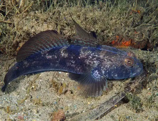 Picture of a black goby (Gobius niger)