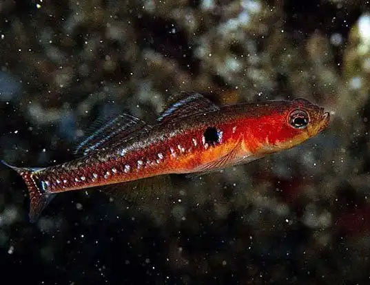 Picture of a twospotted goby (Gobiusculus flavescens)