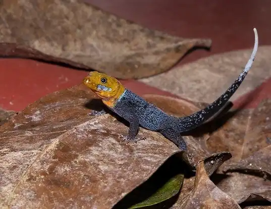 Picture of a yellowhead gecko (Gonatodes albogularis)