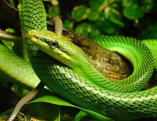 Picture of a red-tailed racer (Gonyosoma oxycephalum)
