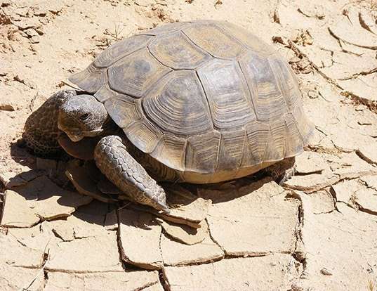 Picture of a desert tortoise (Gopherus agassizii)