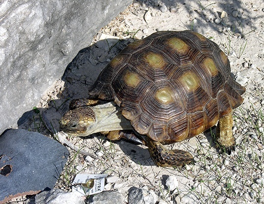 Picture of a berlandier's tortoise (Gopherus berlandieri)
