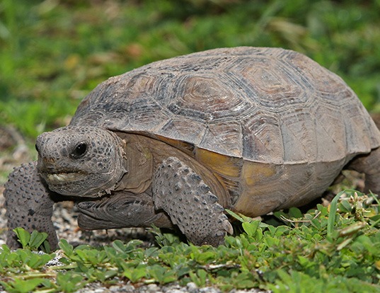 Picture of a gopher tortoise (Gopherus polyphemus)