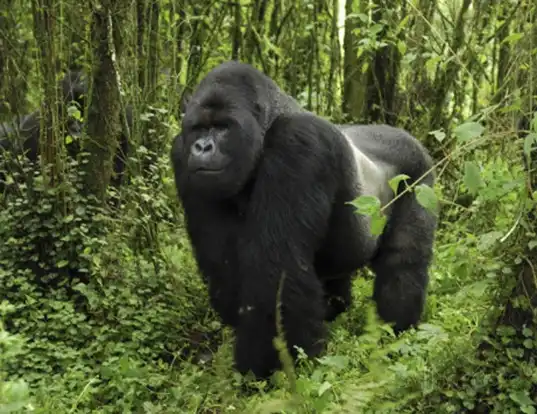 Picture of a eastern gorilla (Gorilla beringei)