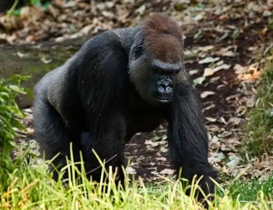 Picture of a western gorilla (Gorilla gorilla)