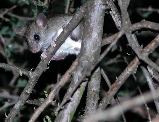 Picture of a woodland thicket rat (Grammomys dolichurus)
