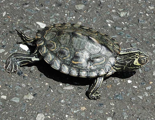 Picture of a barbour's map turtle (Graptemys barbouri)