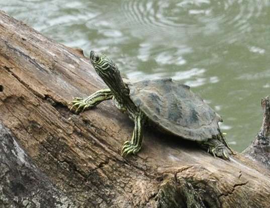 Picture of a cagle's map turtle (Graptemys caglei)