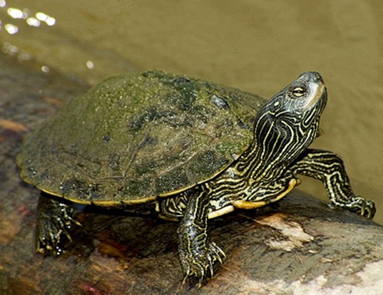 Picture of a map turtle (Graptemys geographica)