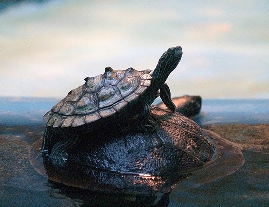 Picture of a black-knobbed map turtle (Graptemys nigrinoda)