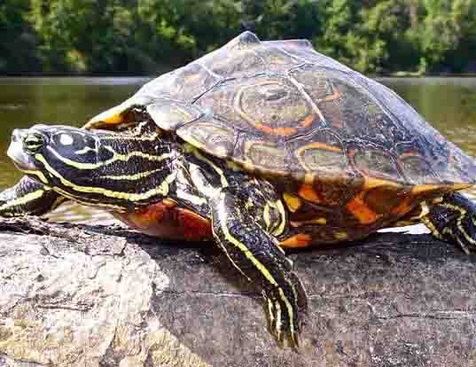 Picture of a ringed map turtle (Graptemys oculifera)