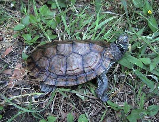Picture of a mississippi map turtle (Graptemys pseudogeographica)