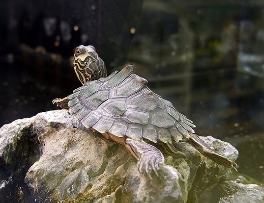 Picture of a alabama map turtle (Graptemys pulchra)