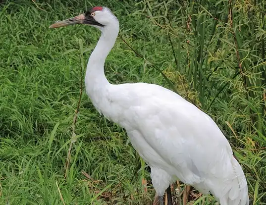 Picture of a whooping crane (Grus americana)