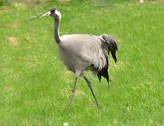 Picture of a crane (Grus grus)