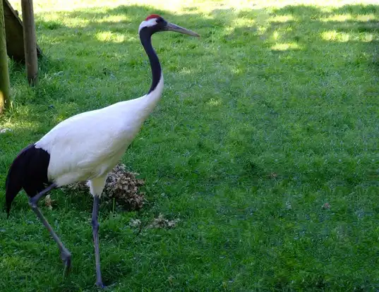Picture of a red-crowned crane (Grus japonensis)