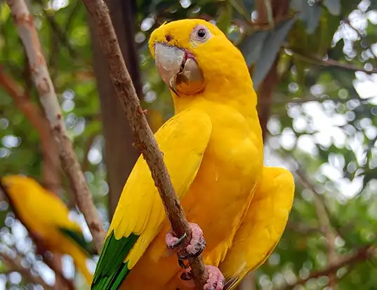 Picture of a golden parakeet (Guaruba guarouba)