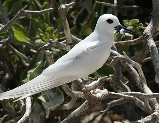 Picture of a white tern (Gygis alba)