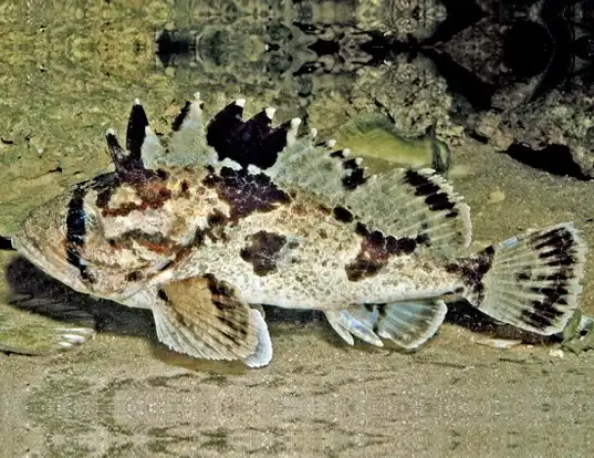 Picture of a south australian cobbler (Gymnapistes marmoratus)