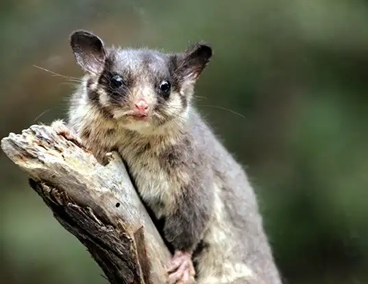 Picture of a leadbeater's possum (Gymnobelideus leadbeateri)