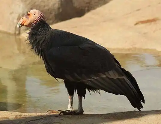 Picture of a california condor (Gymnogyps californianus)