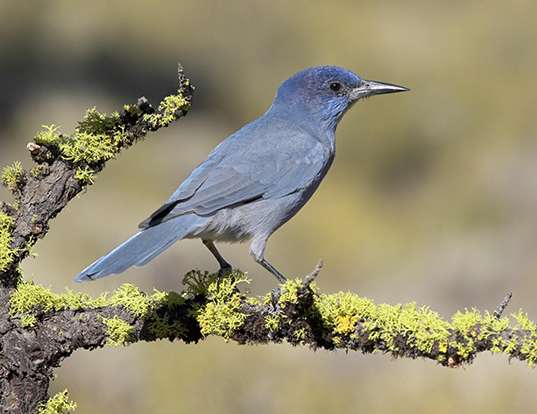 Picture of a pinyon jay (Gymnorhinus cyanocephalus)