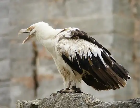 Picture of a palm-nut vulture (Gypohierax angolensis)
